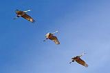 Sandhills In Flight_73535